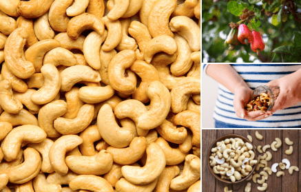 Cashew nuts: everything you need to know