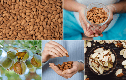 Almonds: all you need to know about them