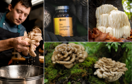What Are the Effects of Reishi, Oyster Mushroom and Other Medicinal Fungi?